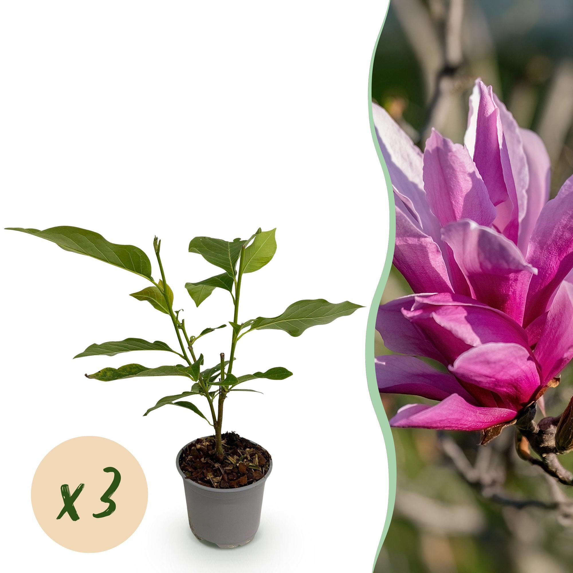 Tuinplant - Magnolia liliiflora Nigra - Bloem Paars - 3 Planten - Bladverliezend - Weinig Onderhoud - Pot 12cm Hoogte 30cm