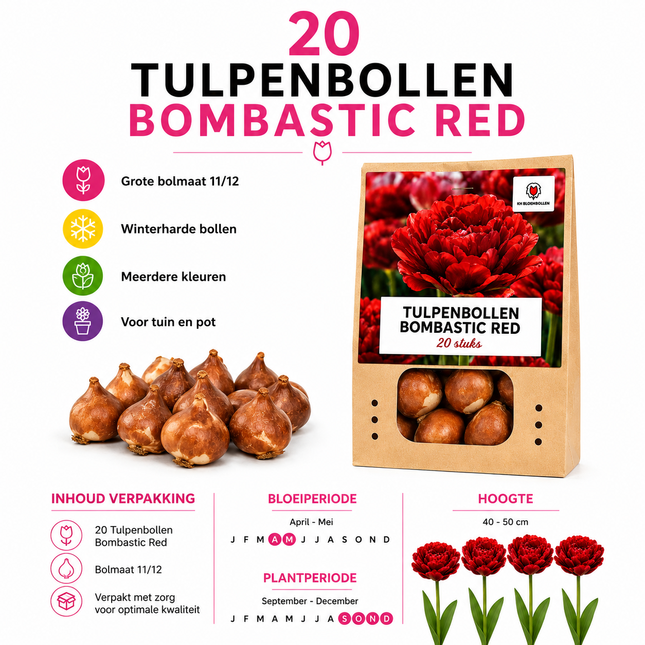 Tulpenbollen Bombastic Red – 20 Stuks | KH Bloembollen® | Rode Pioentulp – Dubbelbloemig & Luxe – Voor Tuin of Pot – Maat 11/12 – Vers van de Teler!