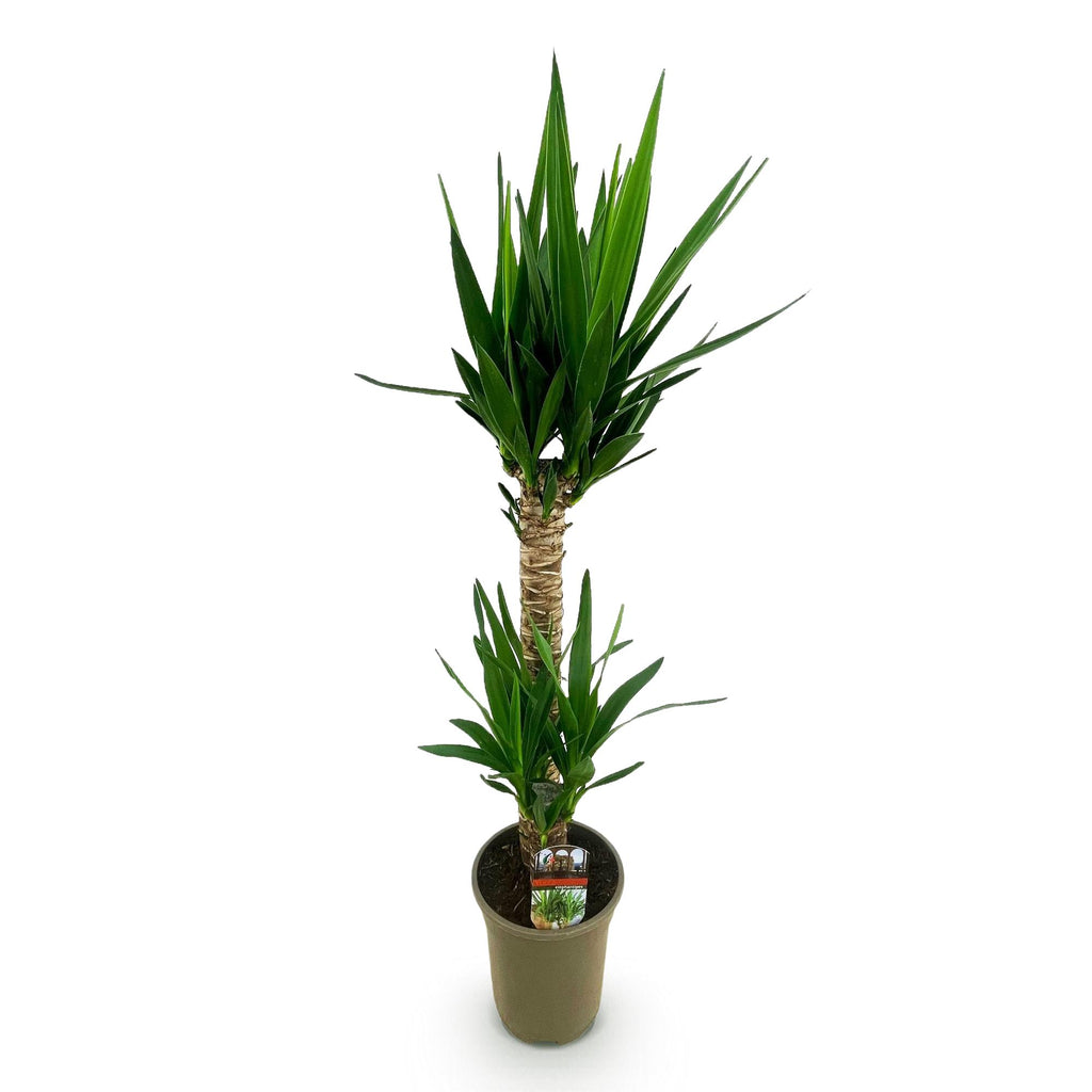 Kamerplant - Yucca elephantipes - Yucca - Weinig onderhoud - Groen - 1 - Pot 19cm - Hoogte 95cm