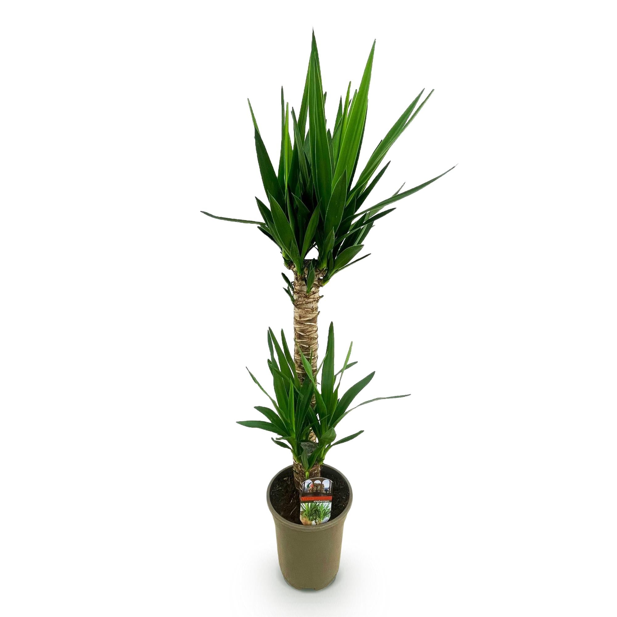 Kamerplant - Yucca elephantipes - Yucca - Weinig onderhoud - Groen - 1 - Pot 19cm - Hoogte 95cm