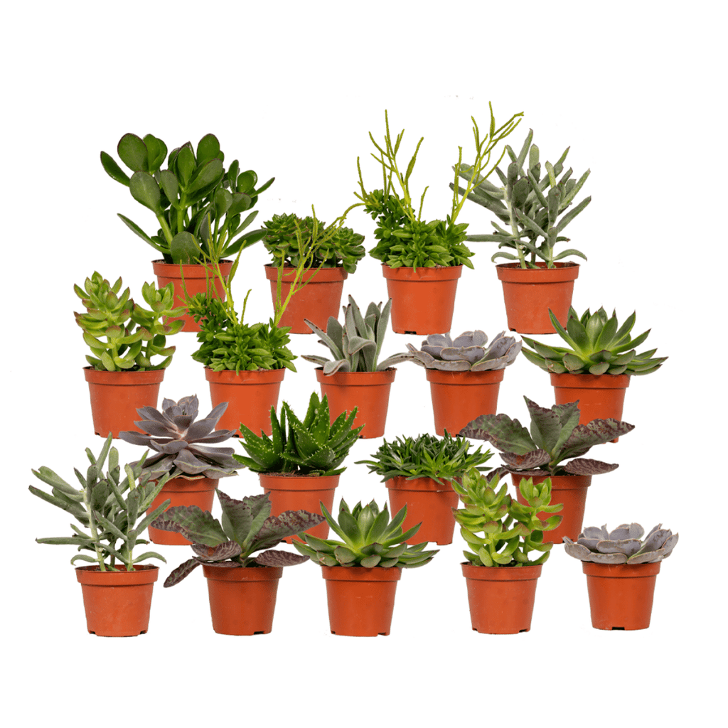 Everspring - Succulenten Mix - 10 cm - Ø8,5 - 18