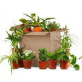 Groene Tweede Kans Box (12 stuks)