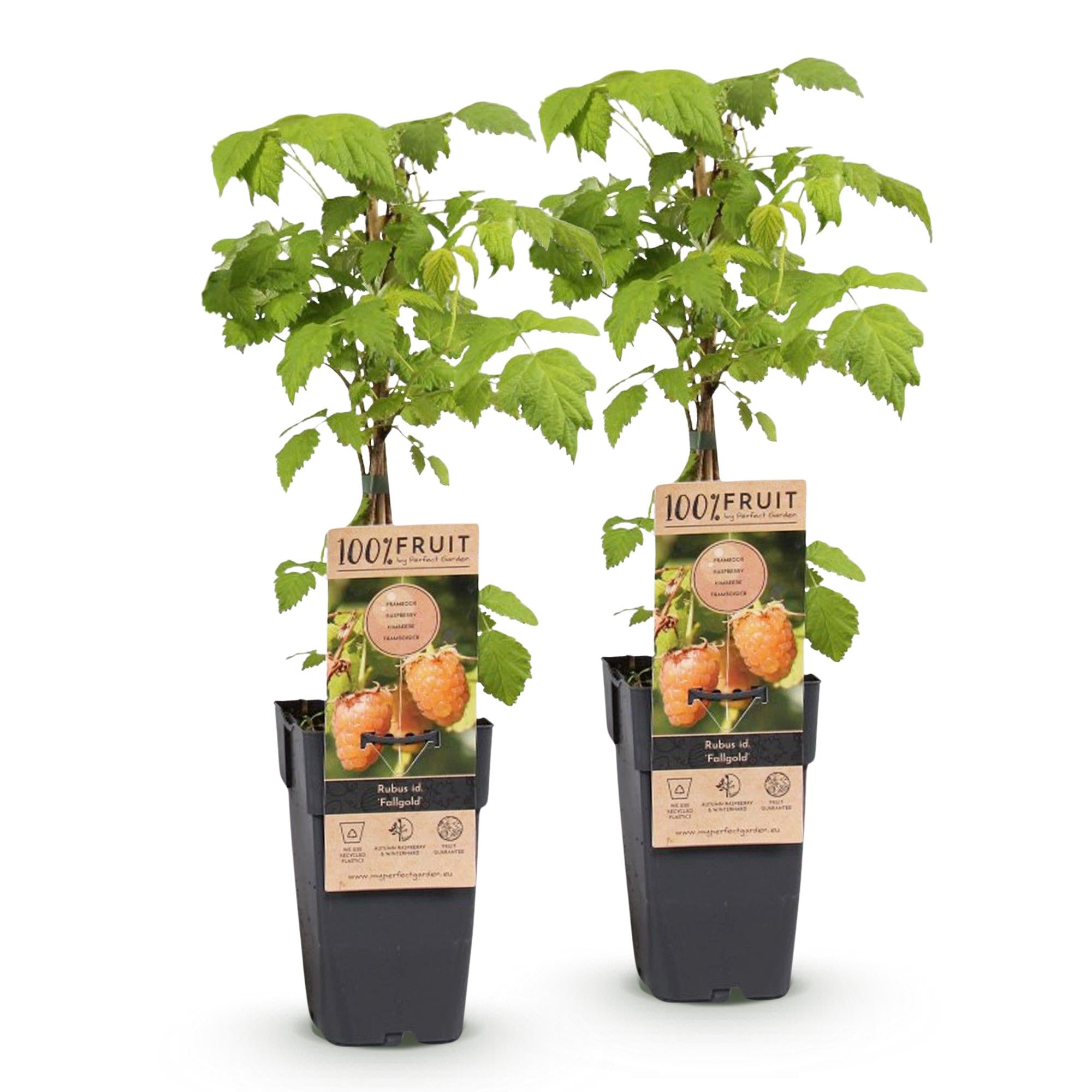 Fruitplant - Rubus idaeus Fallgold - Frambozenplant - Winterhard - Gele Framboos - 2 Planten - Pot 15cm - Hoogte 50cm