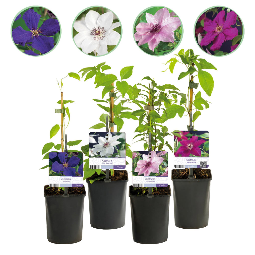 Klimplant - Clematis Rainbow - Bloem Roze Wit Paars Rood - Weinig onderhoud - 4 planten - Pot 11cm Hoogte 40cm