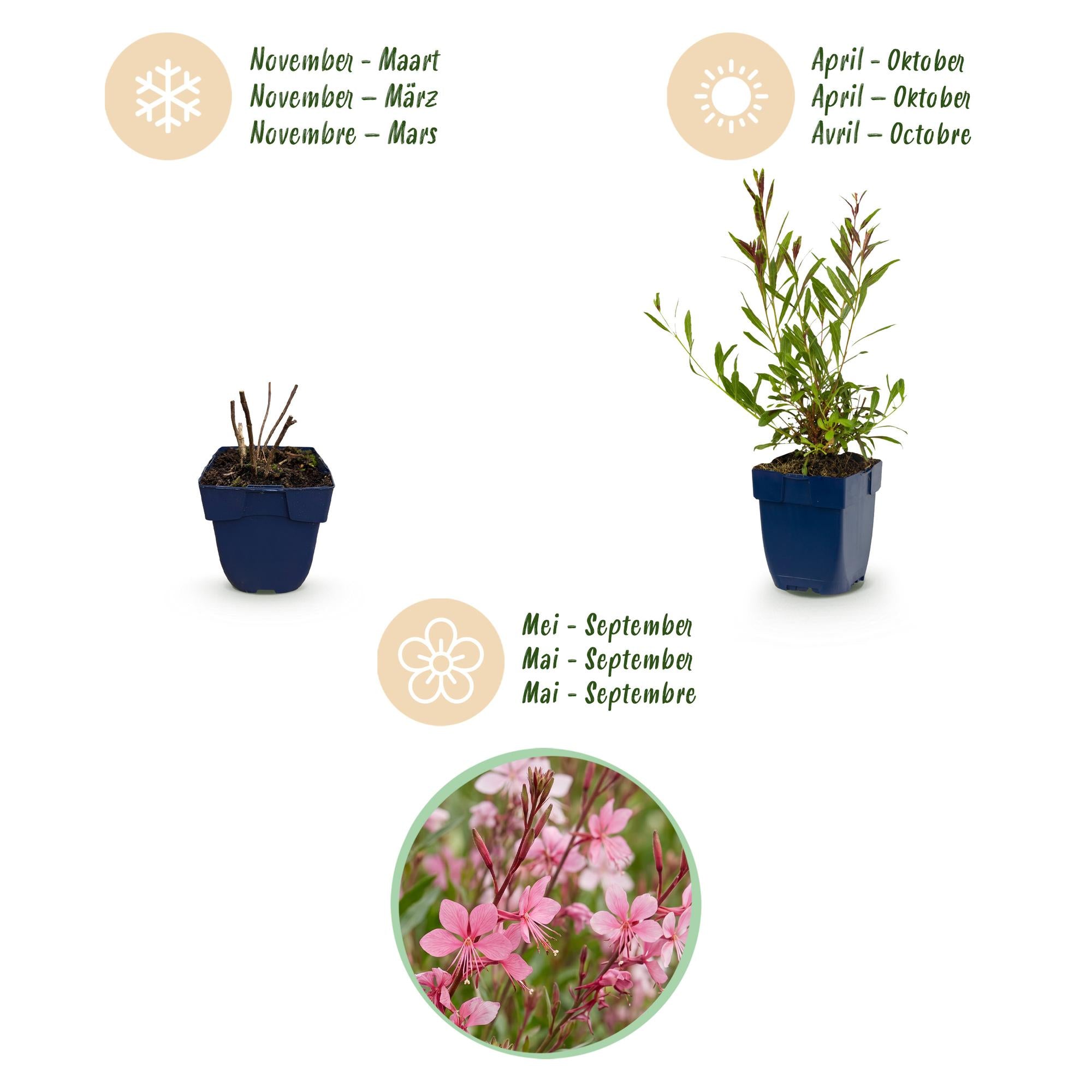 Vasteplant - Gaura lindh. Florgauros - Prachtkaars - Bijen- en vlinderlokkers - Roze - 1 Plant - Pot 11cm - Hoogte 15-25cm