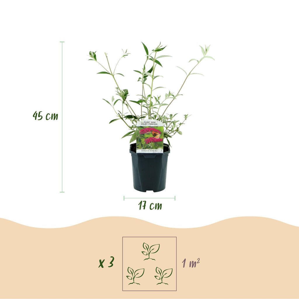 Tuinplant - Buddleja davidii Royal Red - Vlinderstruik - Winterhard - Rood - 1 Plant - Pot 17cm - Hoogte 45cm