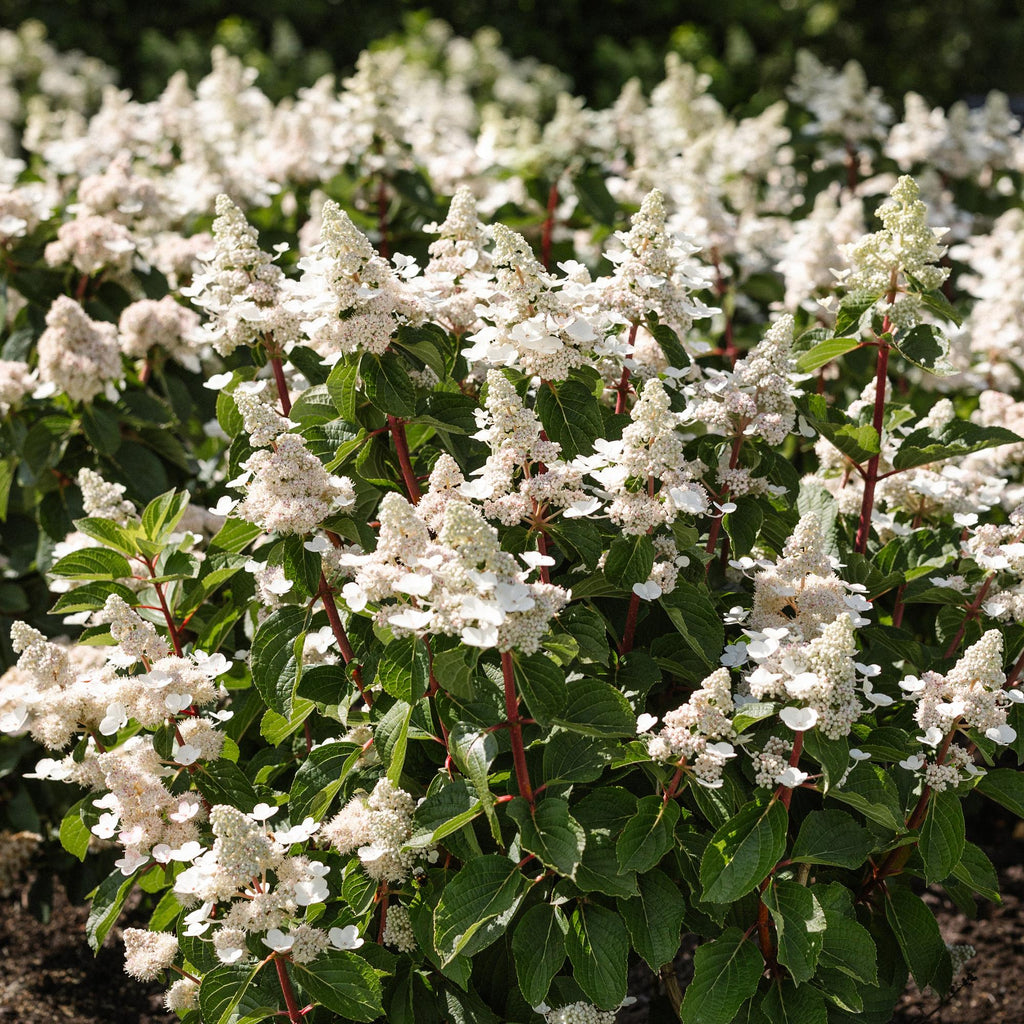 Tuinplant - Hydrangea panniculata Living Infinity - Pluimhortensia - Winterhard - Wit - 1 Plant - Pot 12cm - Hoogte Hoogte 20-30cm