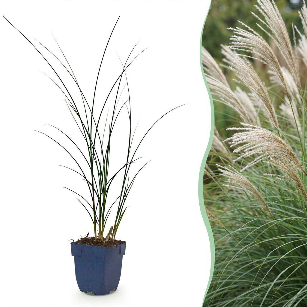 Grassen - Miscanthus sin. Gracillimus - Pampusgras - Met Pluim - Groen - 6 Planten - Pot 11cm - Hoogte 15-25cm