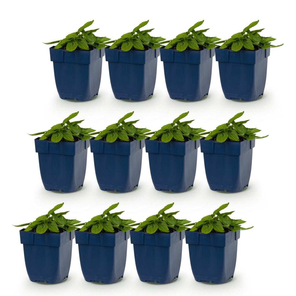 Vasteplant - Stachys mon. Hummelo - Ezeloor - Bijen- en vlinderlokkers - Paars - 12 Planten - Pot 11cm - Hoogte 15-25cm