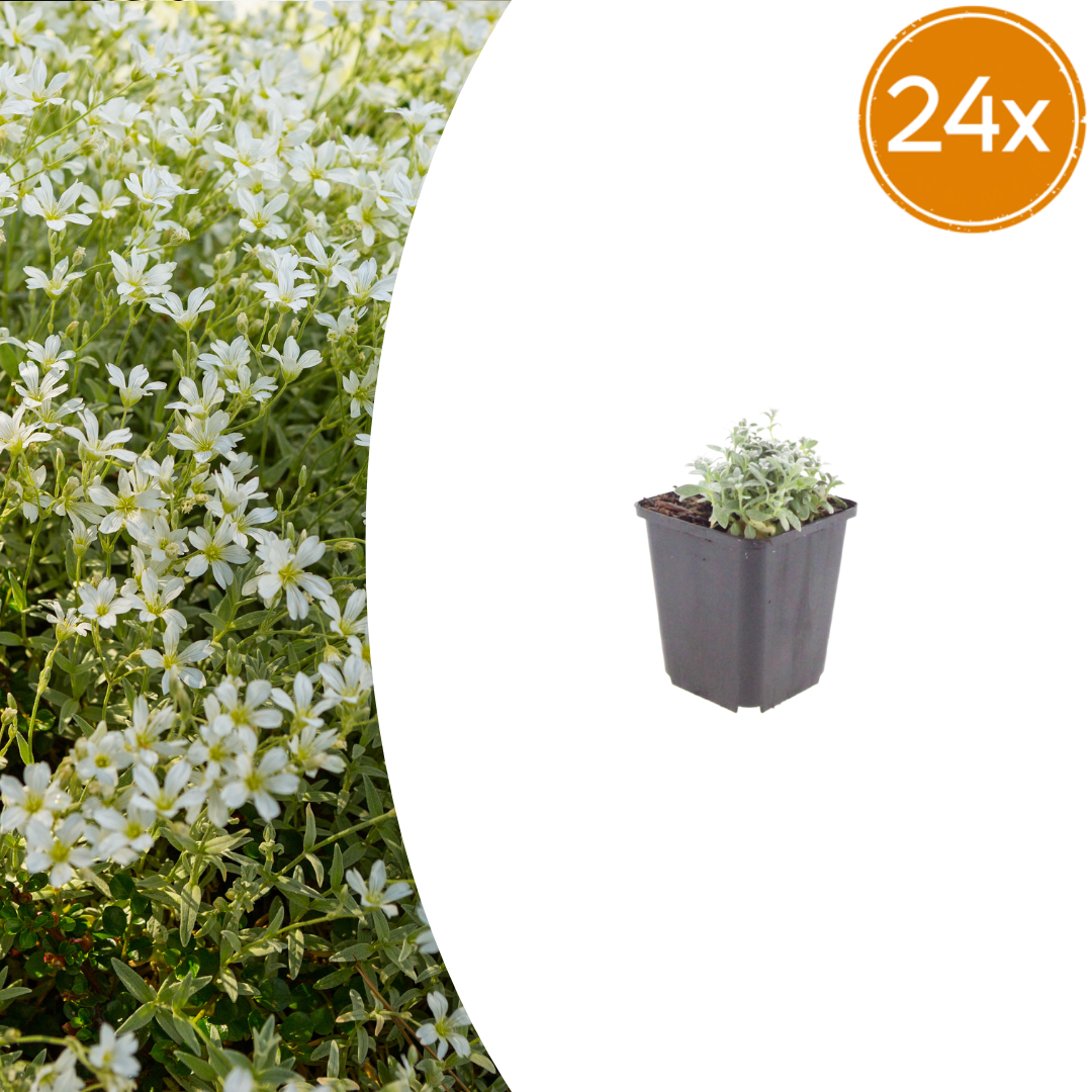 24x Cerastium tomentosum - ↕10-25cm - Ø9cm