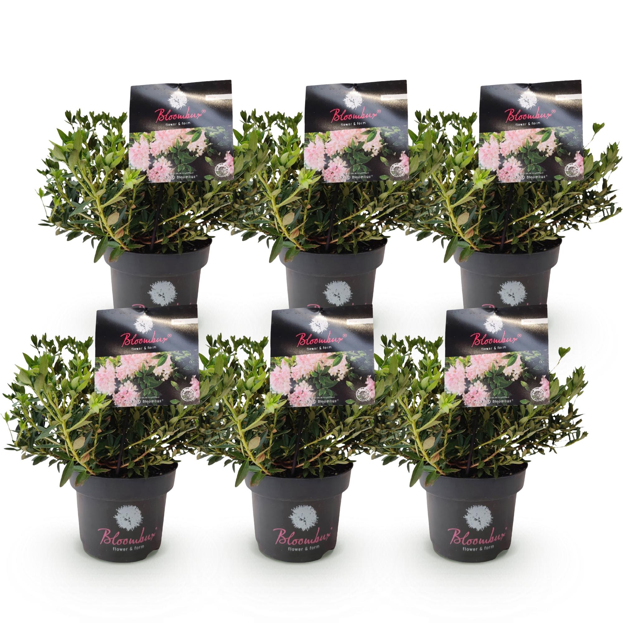 Dwerg Rhododendron - Rhododendron Bloombux Light Pink - Bloeiende Buxus - Weinig Onderhoud - Licht Roze Bloem - 6 Planten - Pot 17cm - Hoogte 30-40cm
