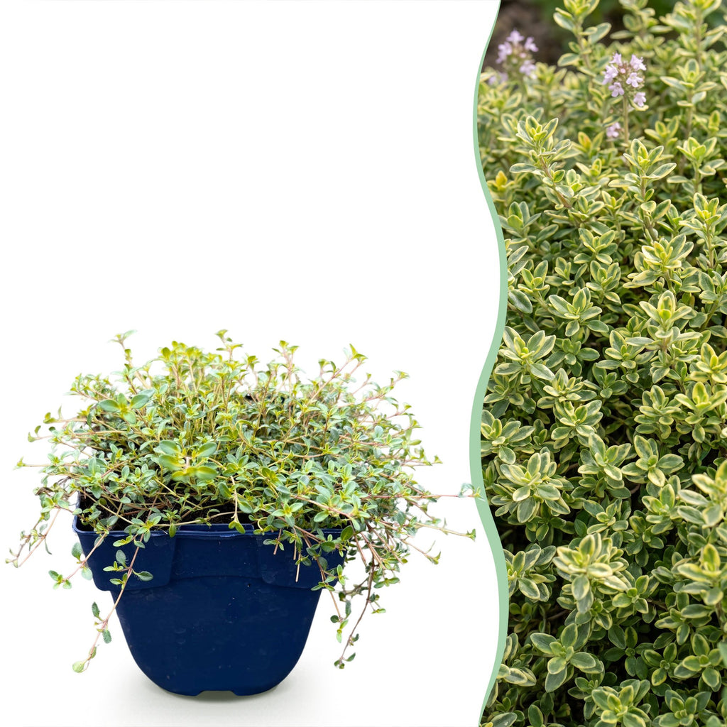 Vasteplant - Thymus citr. Sambesi - Citroentijm - Geurend - Geel - 12 Planten - Pot 11cm - Hoogte 15-25cm