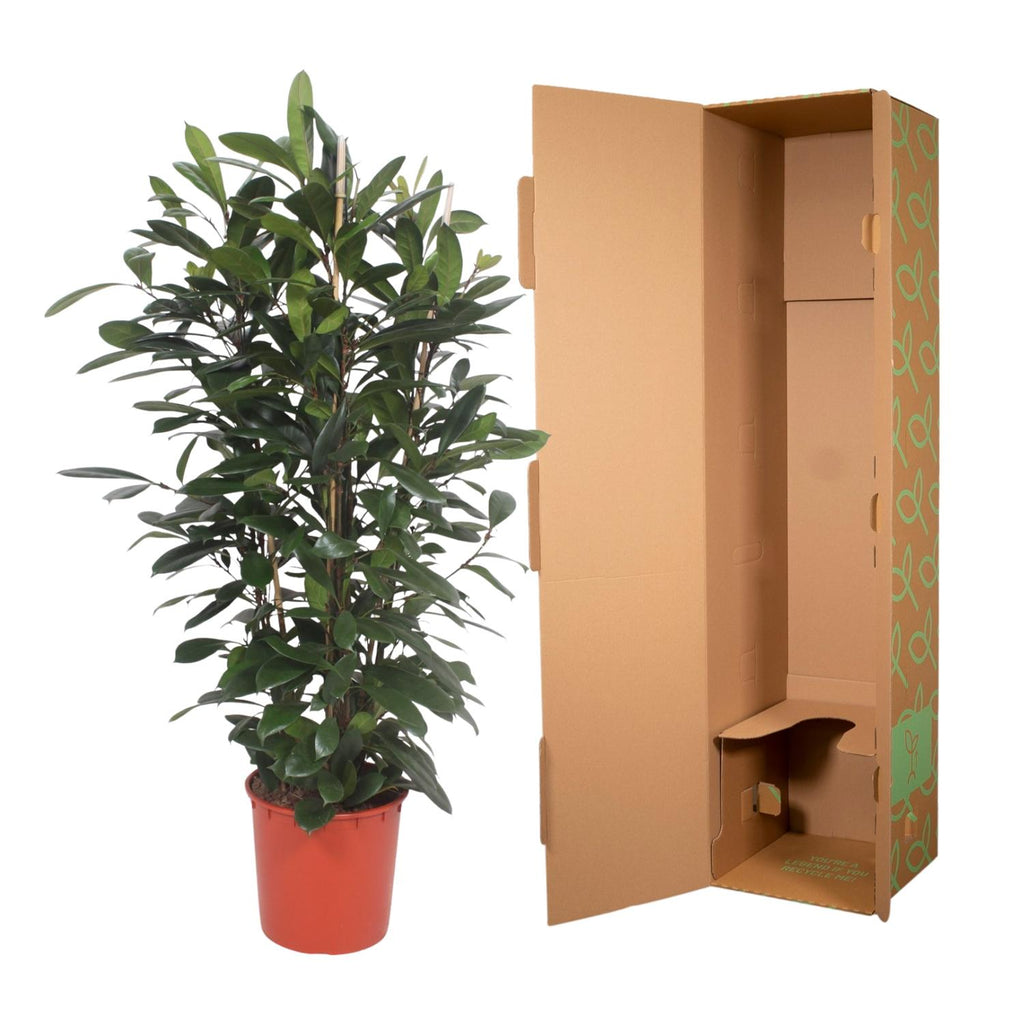 Ficus Cyathistipula struik - 180 cm - ø34