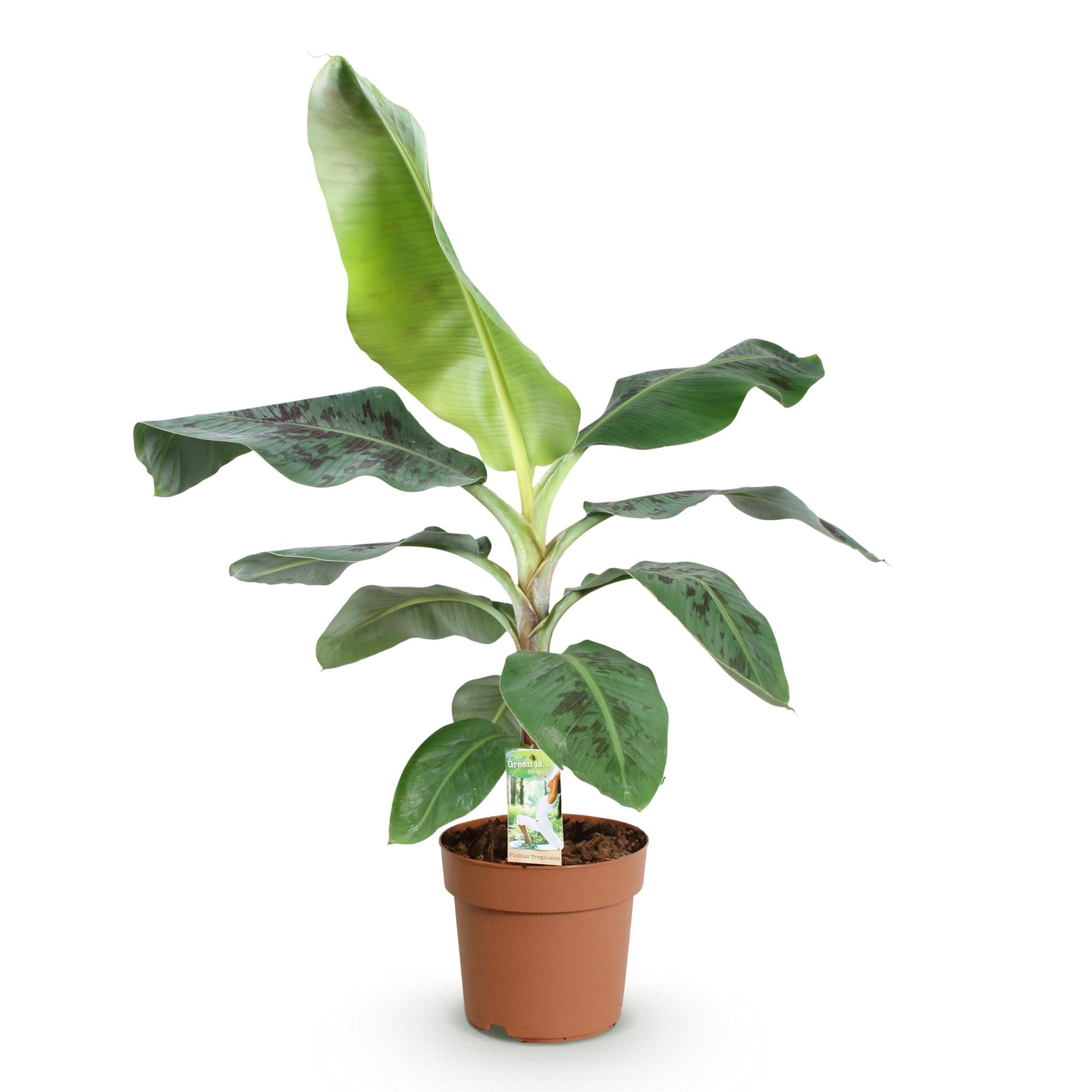 Green is... Kamerplanten - Musa acuminata Dwarf Cavendisch - Bananenplant - Weinig onderhoud - Groen - 1 Plant - Pot 21cm - Hoogte 70-75cm