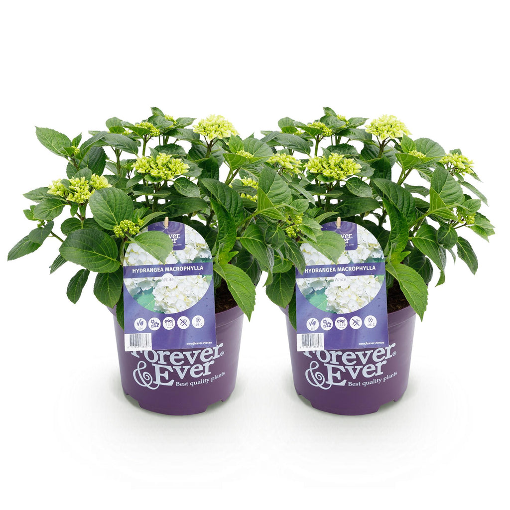 Terrasplant - Hortensia - Hydrangea Forever & Ever - Wit - 7-12 Bloemen - 2 Planten - Pot 23cm Hoogte 55cm