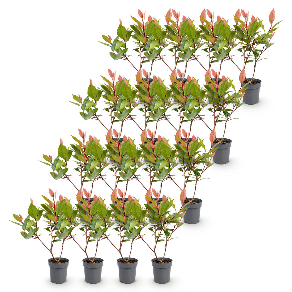 16x Photinia fraseri Little Red Robin - Glansmispel - Haagplanten - Groenblijvend - Rood - Pot 9cm - Hoogte 25-35cm