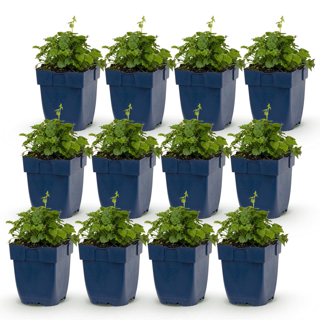 Vasteplant - Campanula portenschlagiana Tricolour - Perzikbladklokje - Bodembedekkend - Paars - Roze - Wit - 12 Planten - Pot 11cm - Hoogte 15-25cm
