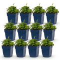 Vasteplant - Campanula portenschlagiana Tricolour - Perzikbladklokje - Bodembedekkend - Paars - Roze - Wit - 12 Planten - Pot 11cm - Hoogte 15-25cm