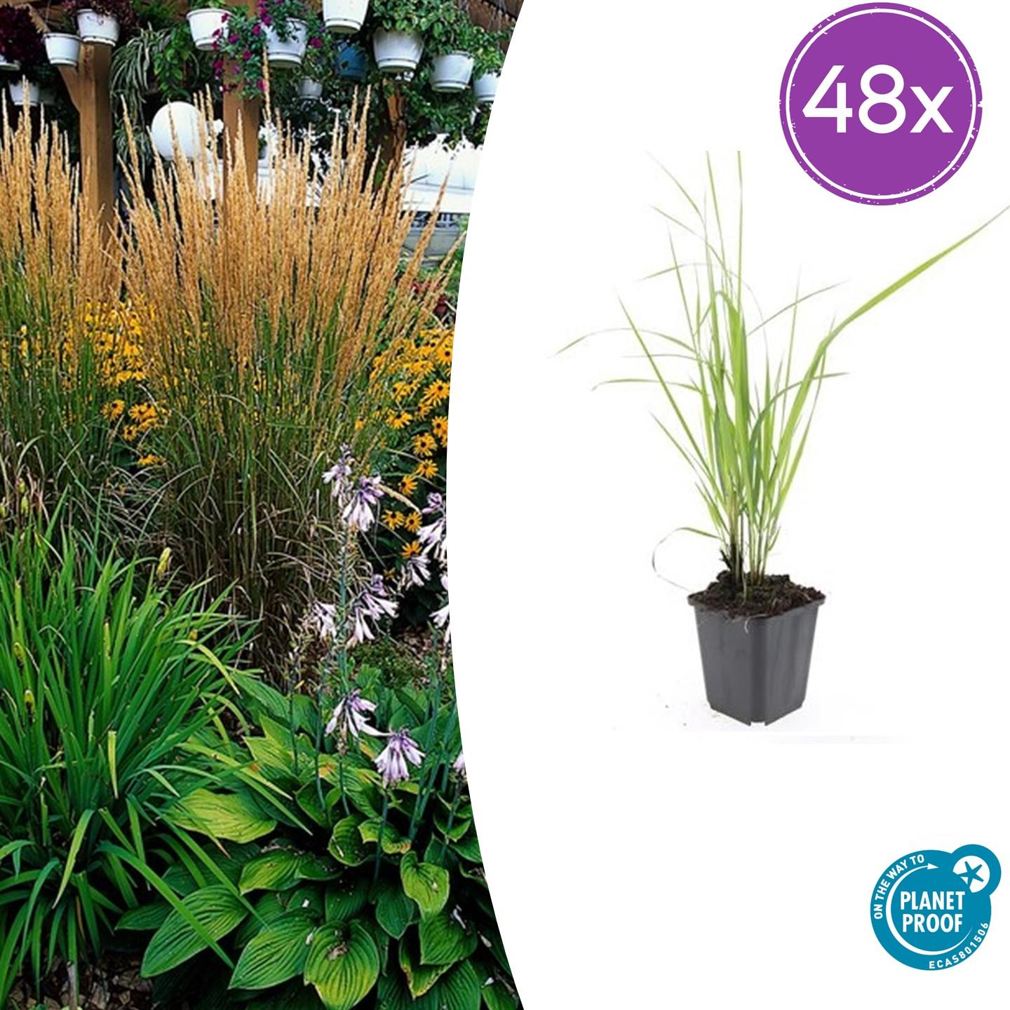 48x Calamagrostis acut. 'Karl Foerster'  - ↕10-25cm - Ø9cm
