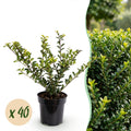 40x Ilex crenata Covenxa - Japanse Hulst - Haagplanten - Groenblijvend - Groen - Pot 9cm - Hoogte 20-30cm