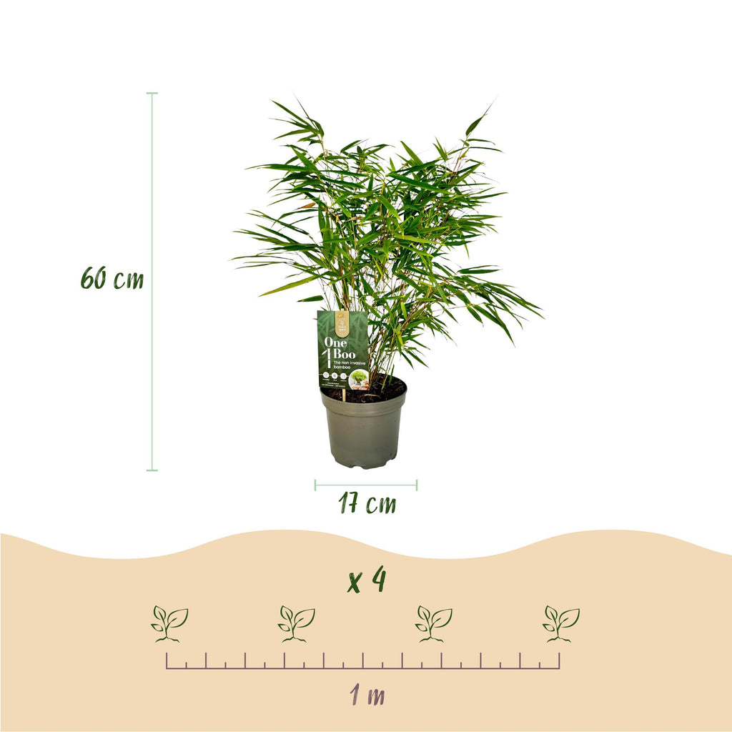 Grassen - Fargesia Rufa - Niet Woekerende Bamboe - Bladhoudend - Groen - 1 Plant - Pot 17 cm - Hoogte 60 cm