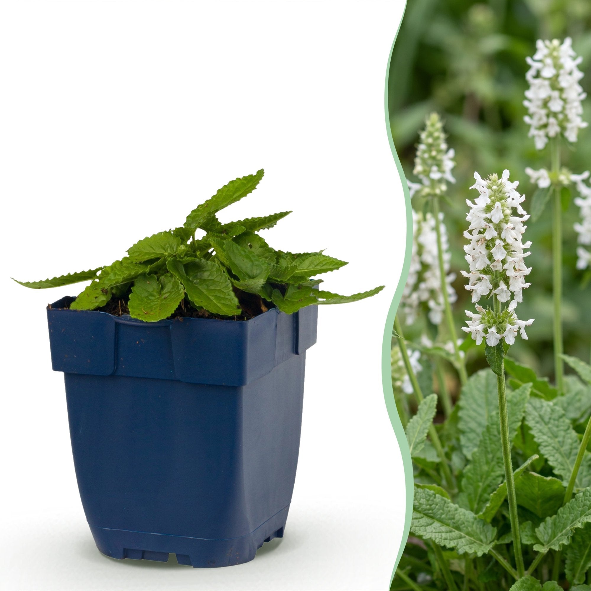 Vasteplant - Stachys off. Alba - Ezeloor - Bijen- en vlinderlokkers - Wit - 6 Planten - Pot 11cm - Hoogte 15-25cm