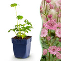 Vasteplant - Astrantia major - Sterrenkruid - Schaduw - Wit-Roze - 1 Plant - Pot 11cm - Hoogte 15-25cm