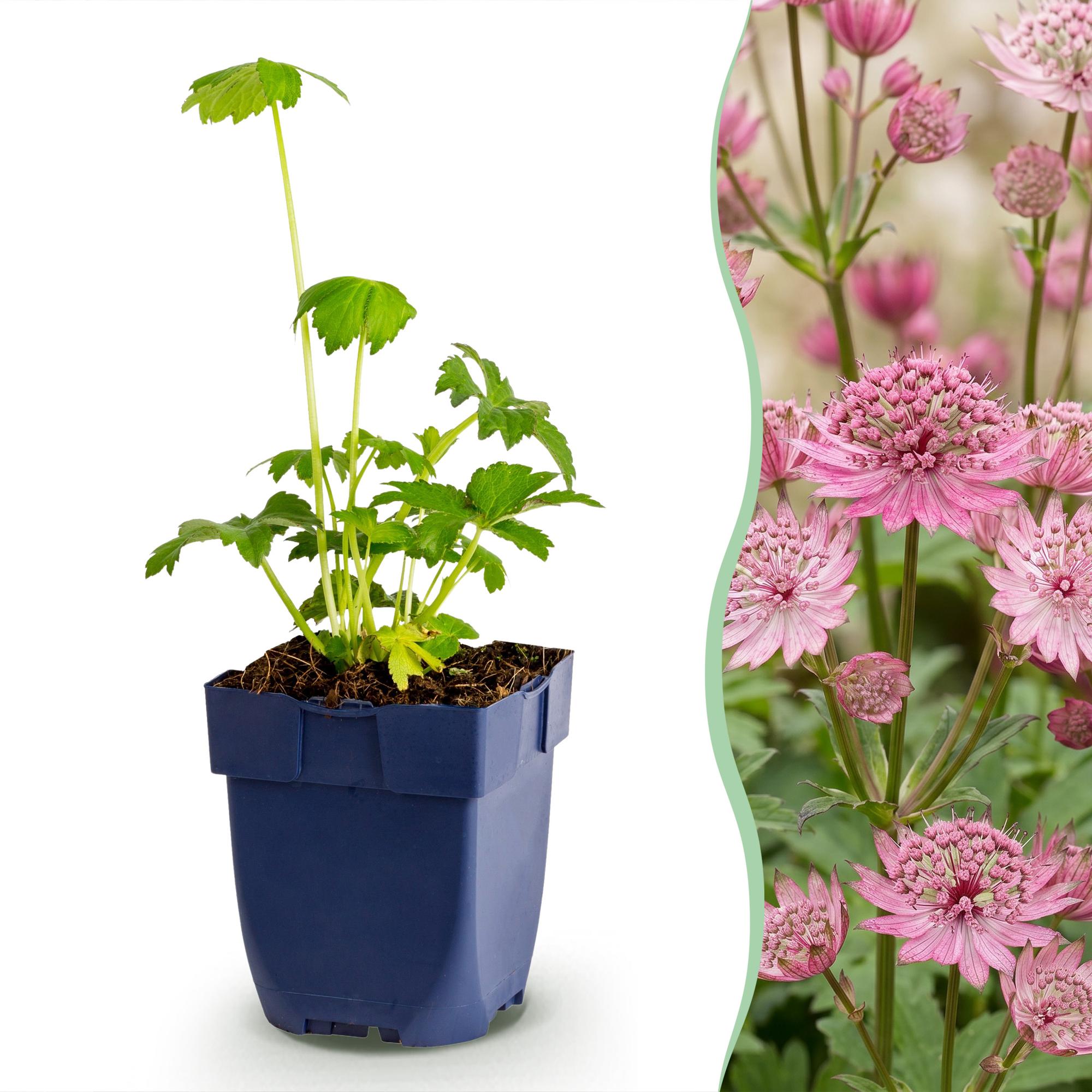 Vasteplant - Astrantia major - Sterrenkruid - Schaduw - Wit-Roze - 1 Plant - Pot 11cm - Hoogte 15-25cm