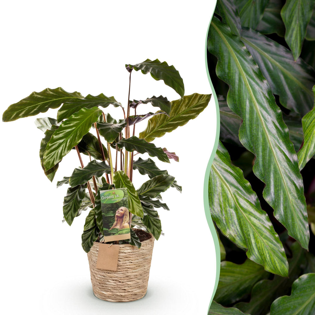 Green is... Kamerplanten - Calathea Rufibarba - Pauwen plant - Weinig onderhoud - met mand - Groen - 1 Plant - Pot 17cm - Hoogte 55-60cm