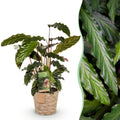 Green is... Kamerplanten - Calathea Rufibarba - Pauwen plant - Weinig onderhoud - met mand - Groen - 1 Plant - Pot 17cm - Hoogte 55-60cm