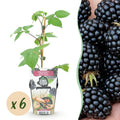 Fruitplanten - Braam - Rubus Black Satin - Winterhard - 6 Planten - Pot 9 cm - Zwarte Braam