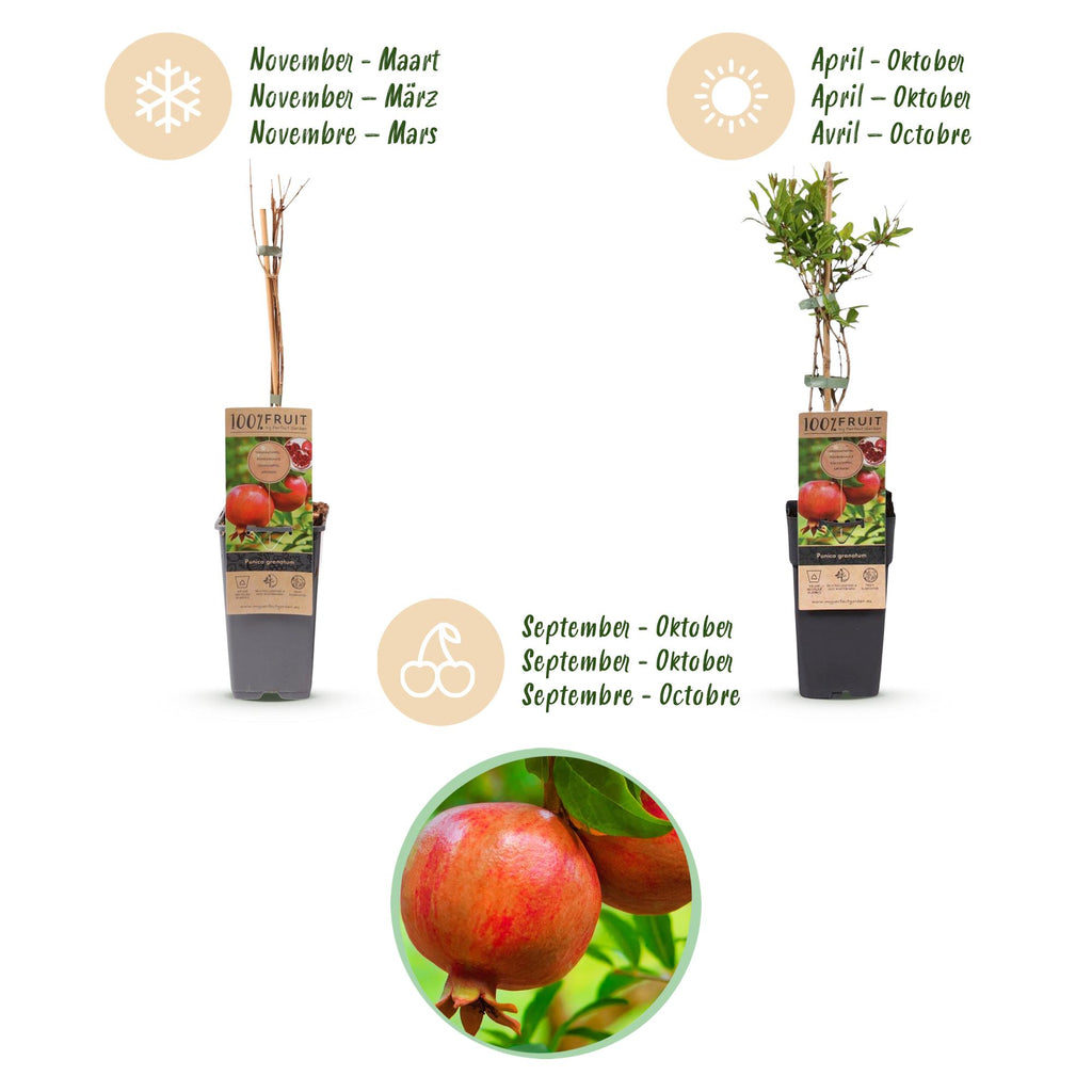 Fruitplant - Punica granatum - Granaatappel - Winterhard - Rood-Oranje Vrucht - 2 Planten - Pot 15cm - Hoogte 50cm