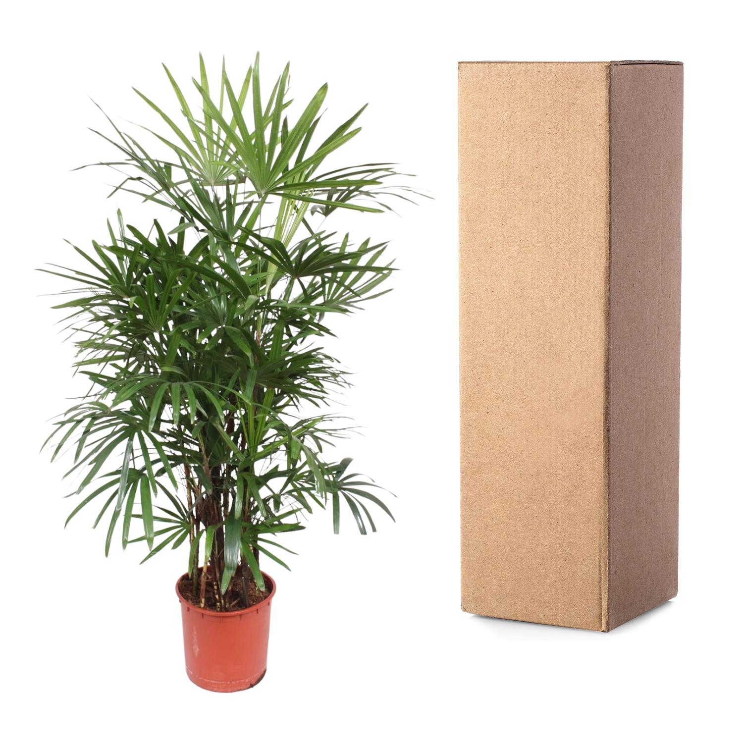 Rhapis Excelsa - 190 cm - ø34