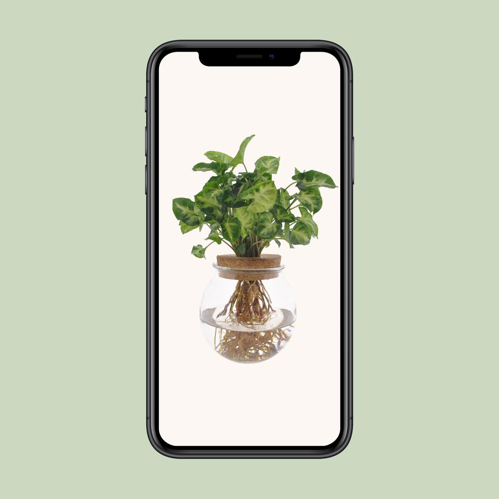 Syngonium Pixie - Ø12cm - ↕30cm