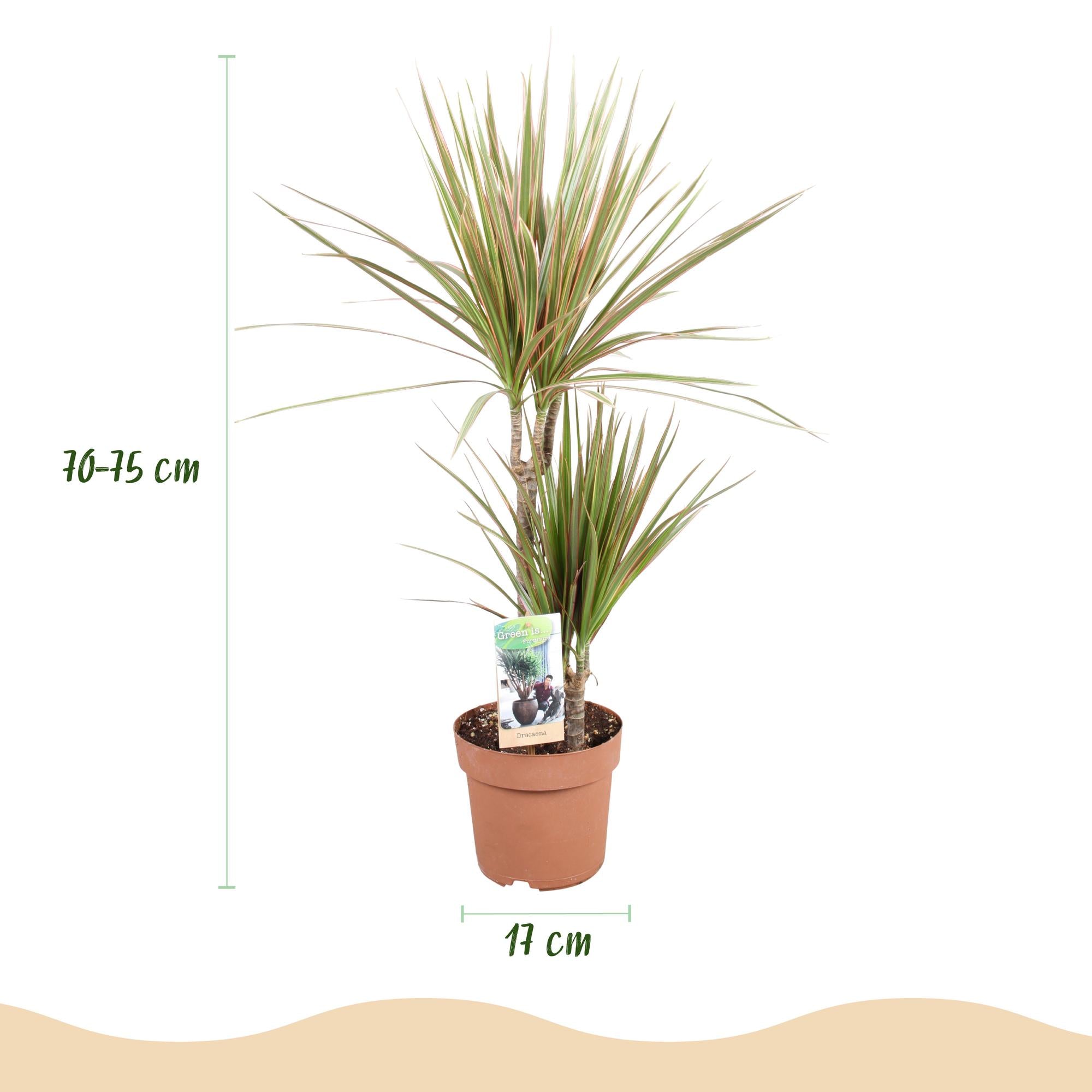 Green is... Kamerplanten - Dracaena Marginata Bicolor - Drakenbloedboom - Weinig onderhoud - Groen - 1 Plant - Pot 17cm - Hoogte 70-75cm