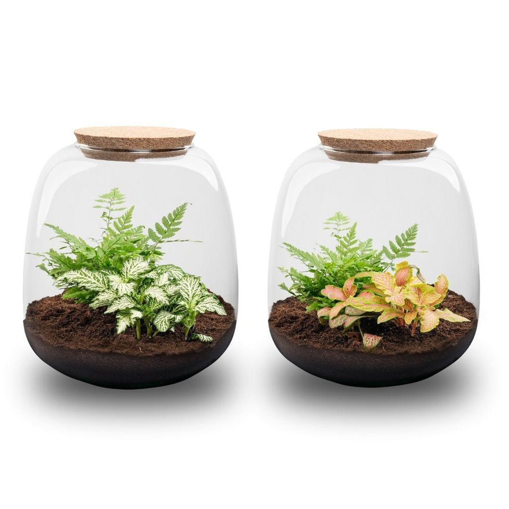 Planten terrarium - Emma Mini - DIY kit - ↑ 20 cm - Ø 19 cm - Fittona Ruby Lime