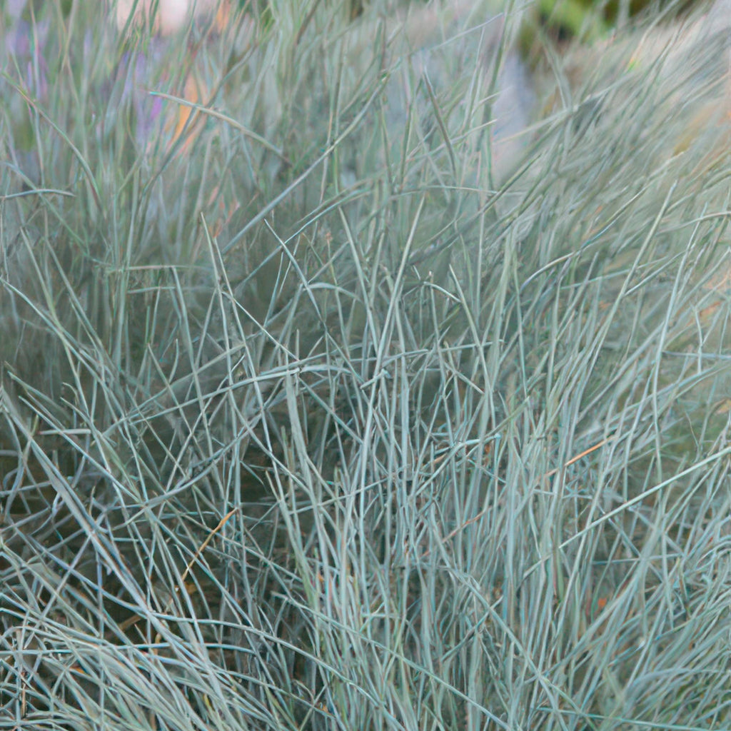 48x Festuca glauca 'Elijah Bleu' - ↕10-25cm - Ø9cm