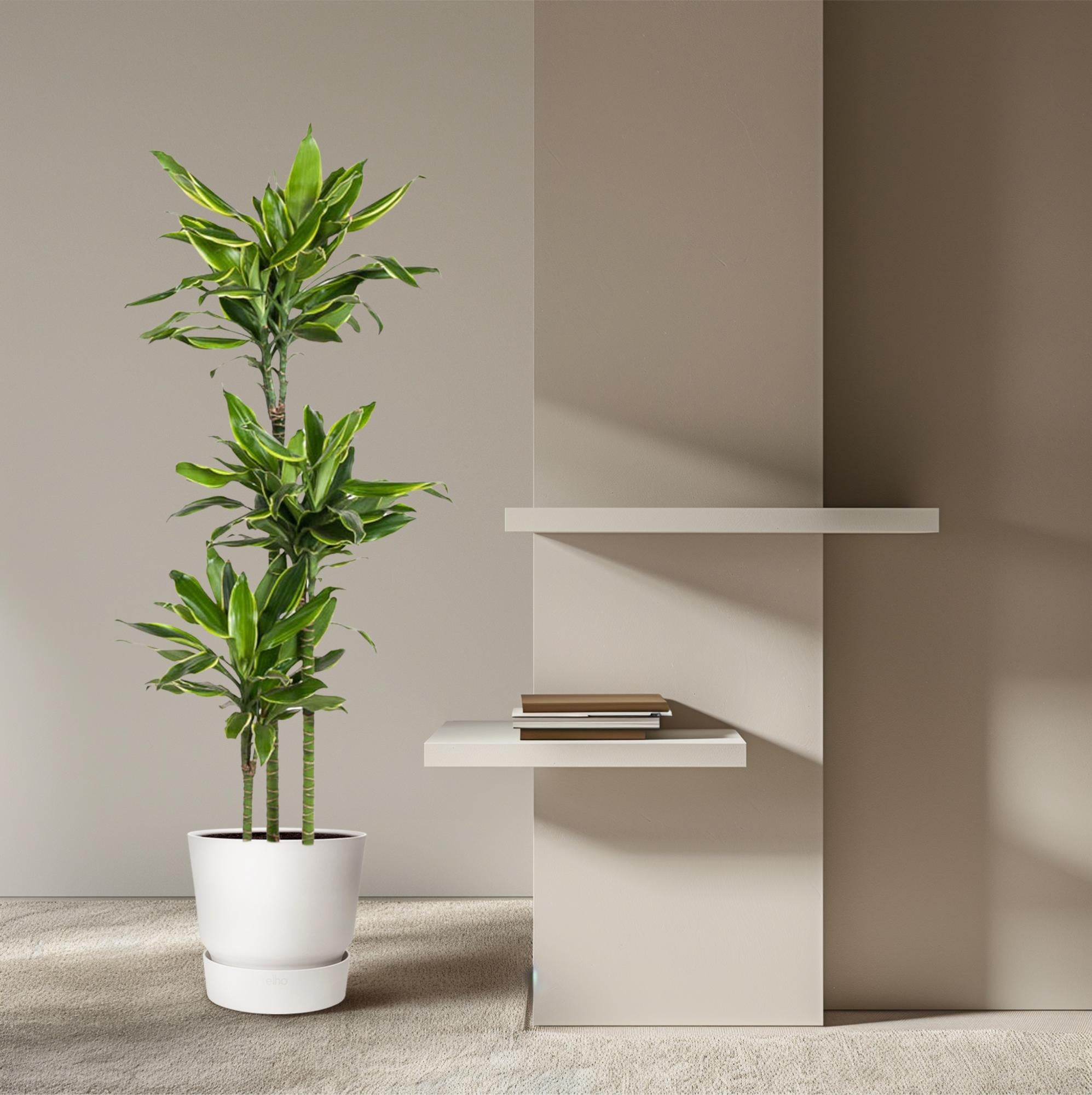 Dracaena Golden Coast - 150 cm - ø24