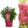 Tuinplant - Hydrangea panniculata Groundbreaker Ruby - Pluimhortensia - Winterhard - Rood - 1 Plant - Pot 14cm - Hoogte 20-25cm