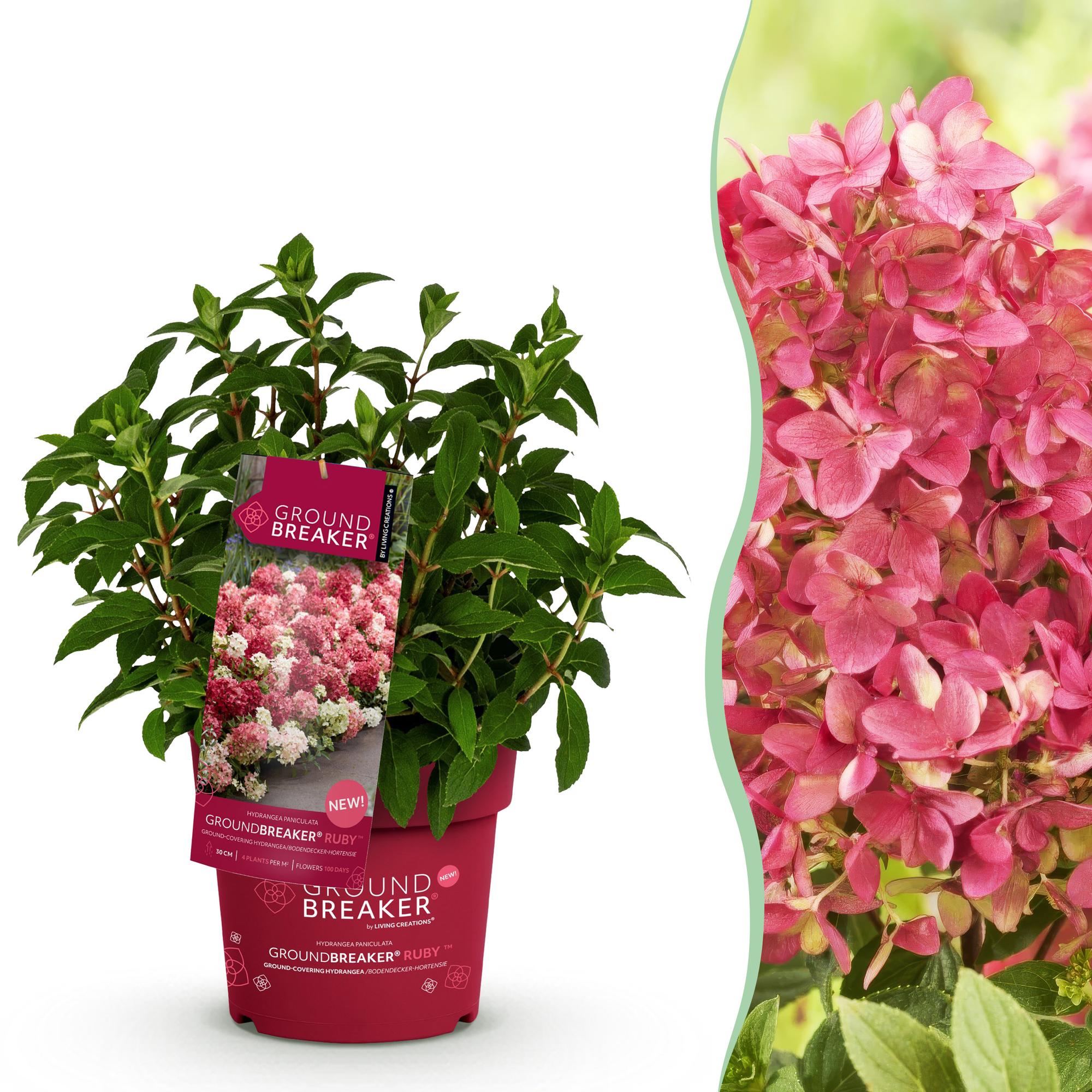 Tuinplant - Hydrangea panniculata Groundbreaker Ruby - Pluimhortensia - Winterhard - Rood - 1 Plant - Pot 14cm - Hoogte 20-25cm