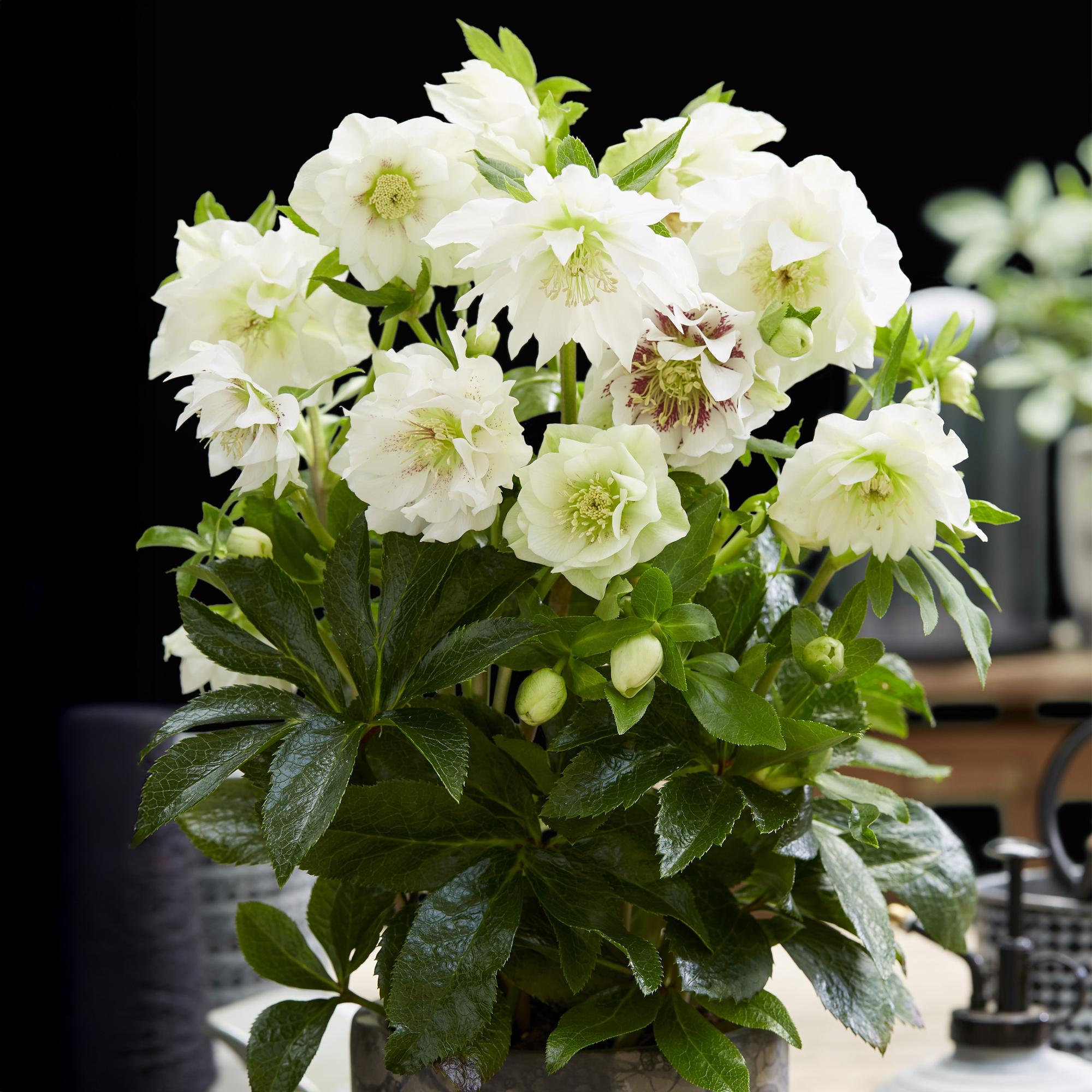 Tuinplant - Lenten Rose - Helleborus orientalis Double Ellen White - Witte Bloem -2 Planten - Groenblijvend - Pot 14cm Hoogte 35cm