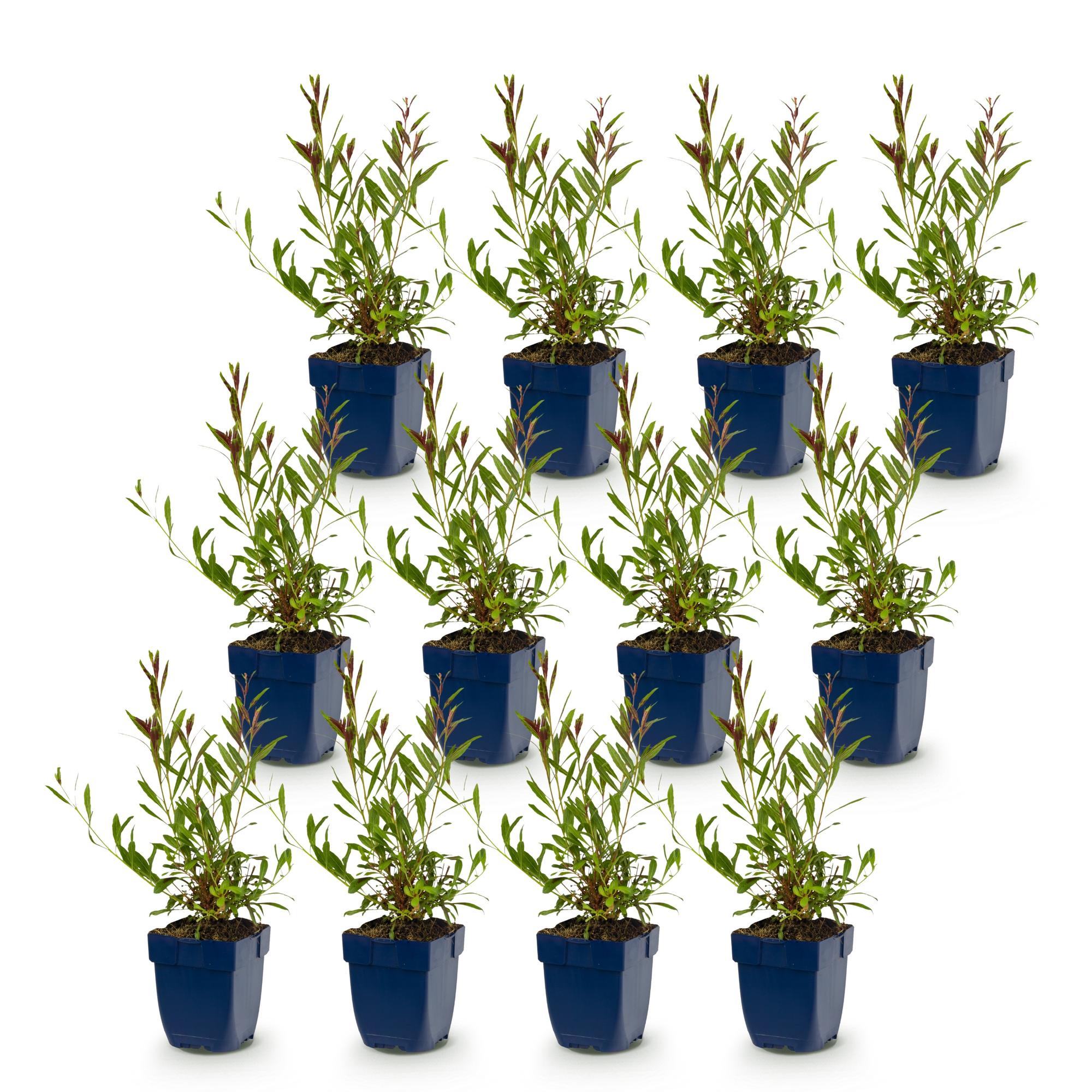 Vasteplant - Gaura lindh. Florgauros - Prachtkaars - Bijen- en vlinderlokkers - Roze - 12 Planten - Pot 11cm - Hoogte 15-25cm