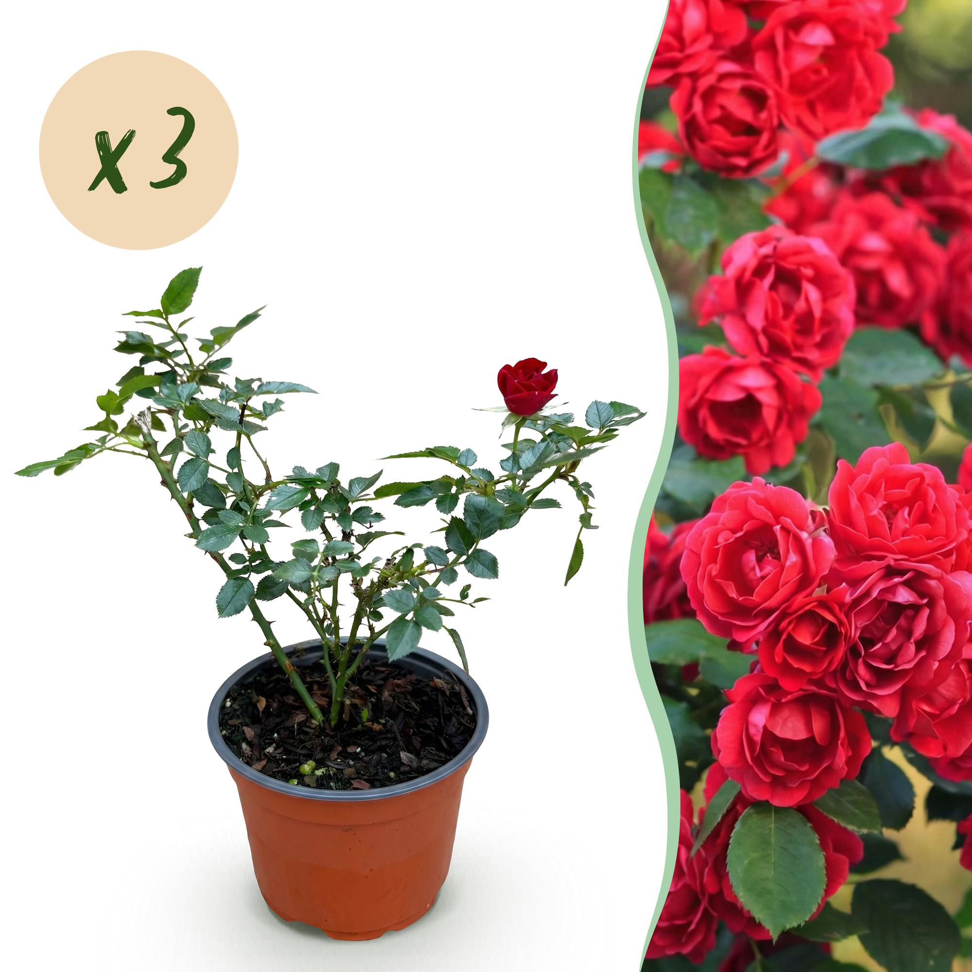 Tuin Roos - Rosa Rote The Fairy - Roos - Winterhard - Rood - 3 Planten - Pot 12cm - Hoogte Hoogte 20-25cm