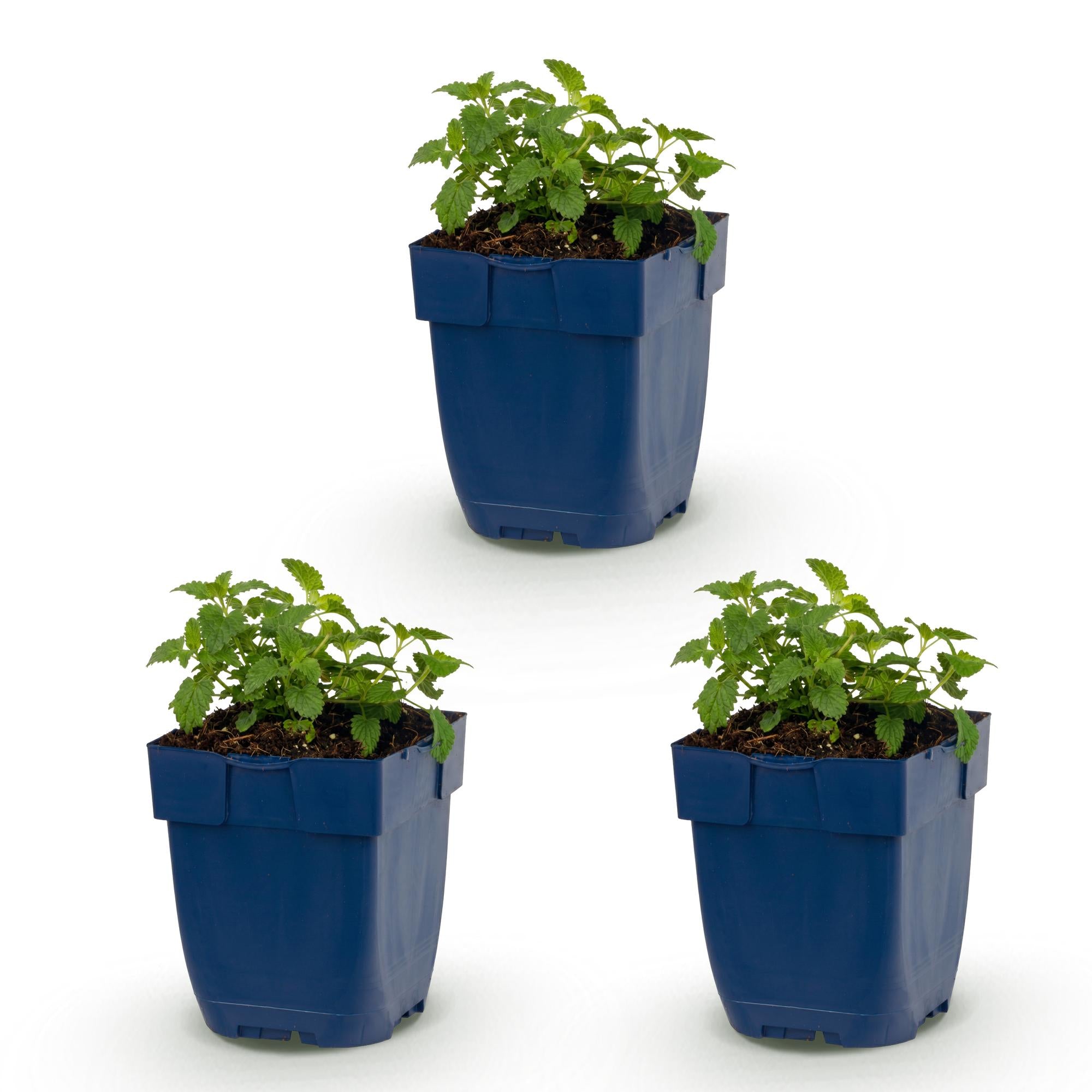 Vasteplant - Nepeta faassenii Snowflake - Kattenkruid - Bijen en Vlinderlokkers - Wit - 3 Planten - Pot 11cm - Hoogte 15-25cm