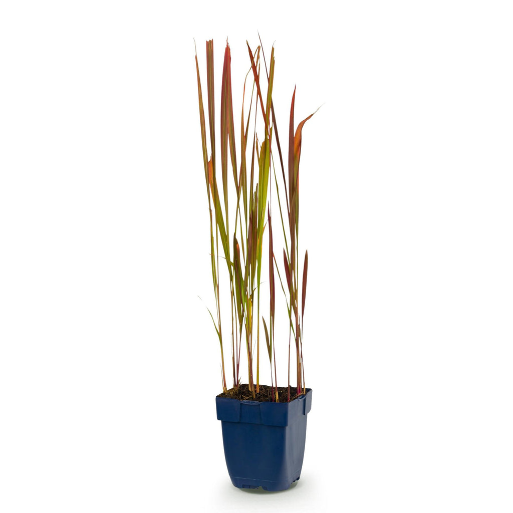 Grassen - Imperata cylindrica Red Baron - Japans bloedgras - Rode uitlopers - Rood - 1 Plant - Pot 11cm - Hoogte 15-25cm