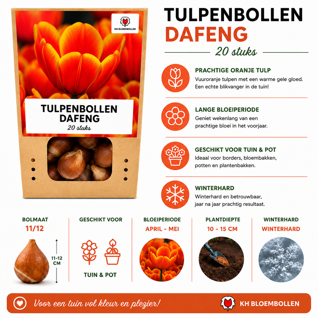 Tulpenbollen Dafeng – 20 Stuks | KH Bloembollen® | Oranje Tulp – Grootbloemig & Elegant – Voor Tuin of Pot – Maat 11/12 – Vers van de Teler!