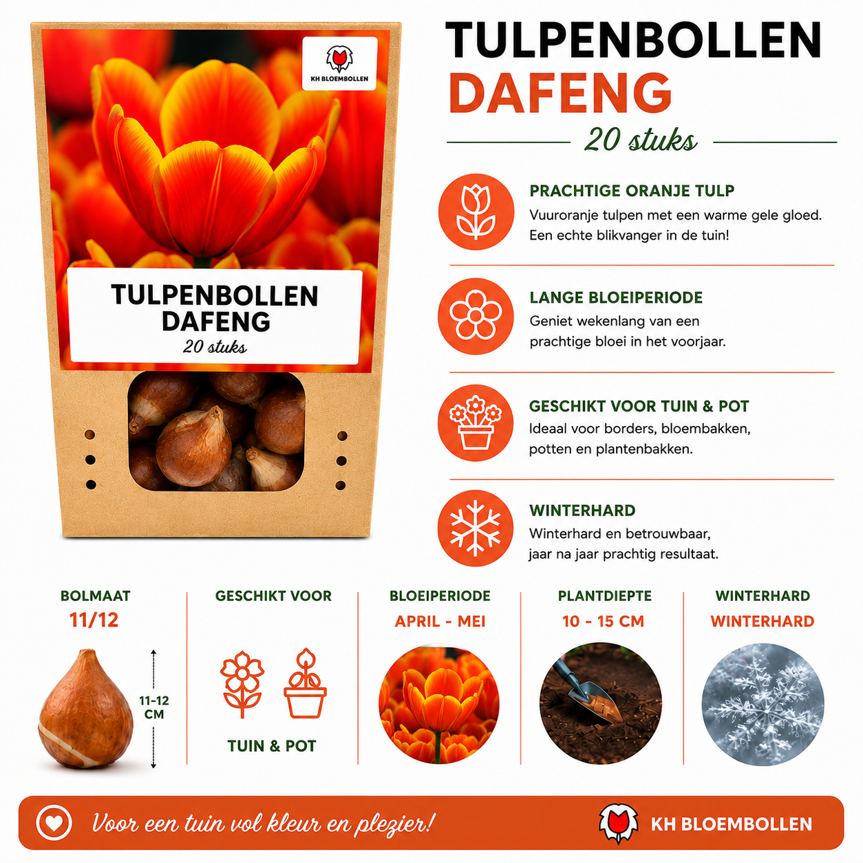 Tulpenbollen Dafeng – 20 Stuks | KH Bloembollen® | Oranje Tulp – Grootbloemig & Elegant – Voor Tuin of Pot – Maat 11/12 – Vers van de Teler!