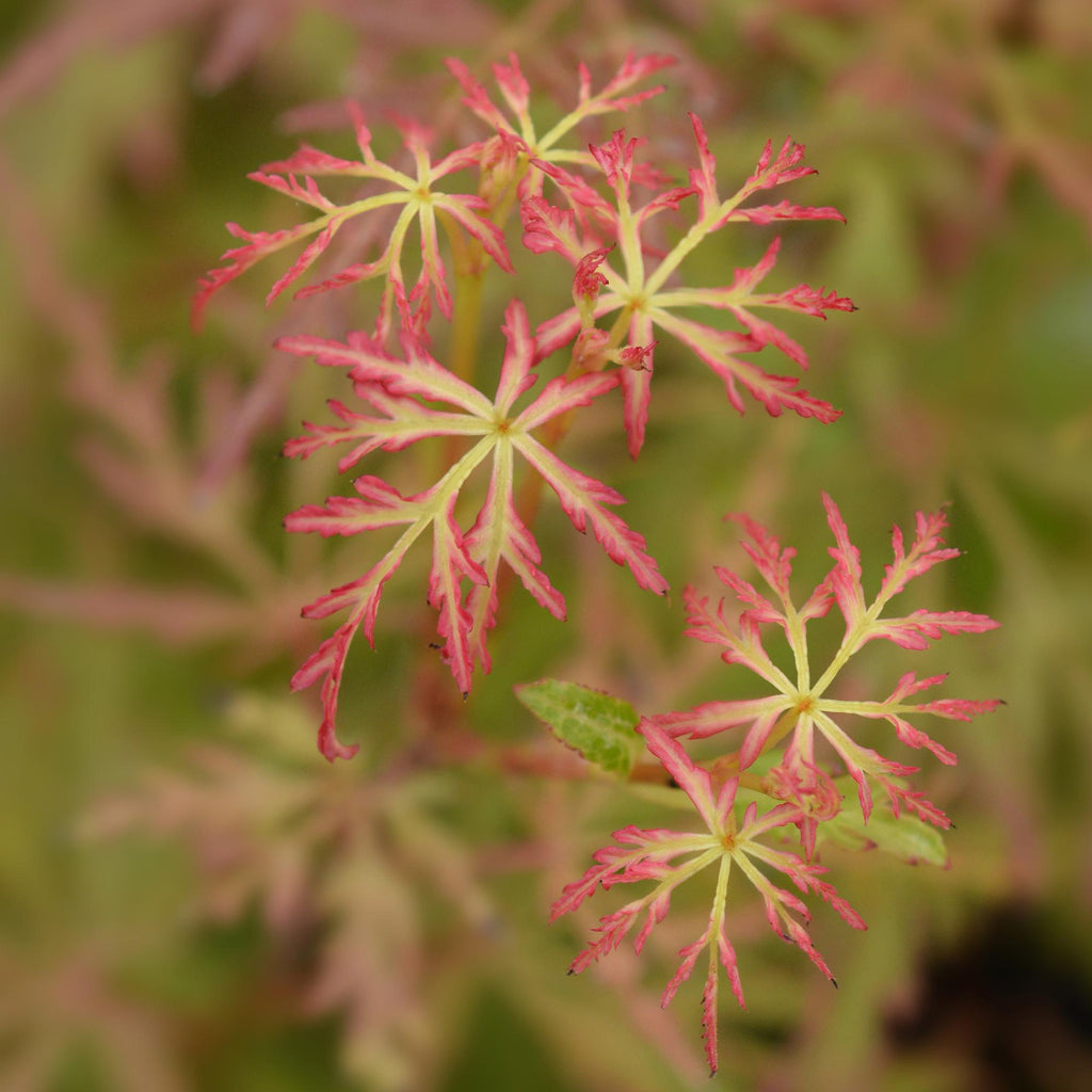 Tuinplant - Acer palmatum Seiryu - Groen 3 Planten - Bladverliezend - Weinig Onderhoud  - Pot 12cm Hoogte 35cm