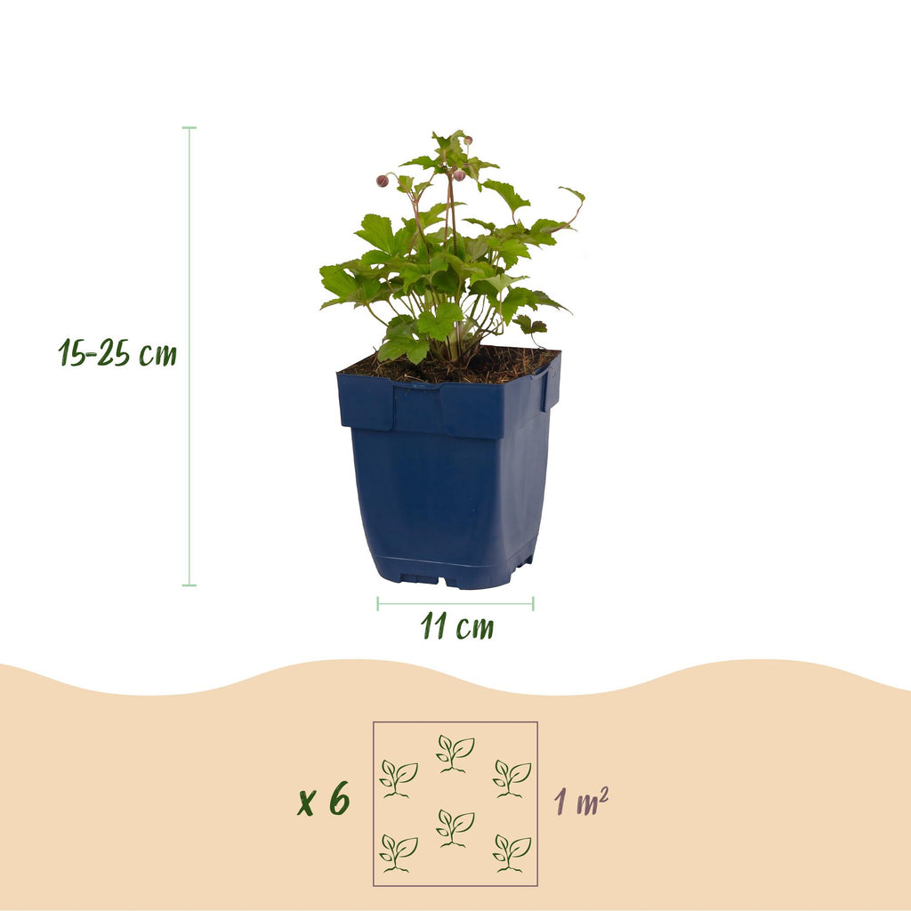 Vasteplant - Anemone hup. Splendens - Herfst Anemoon - Schaduw - Donker Roze - 3 Planten - Pot 11cm - Hoogte 15-25cm