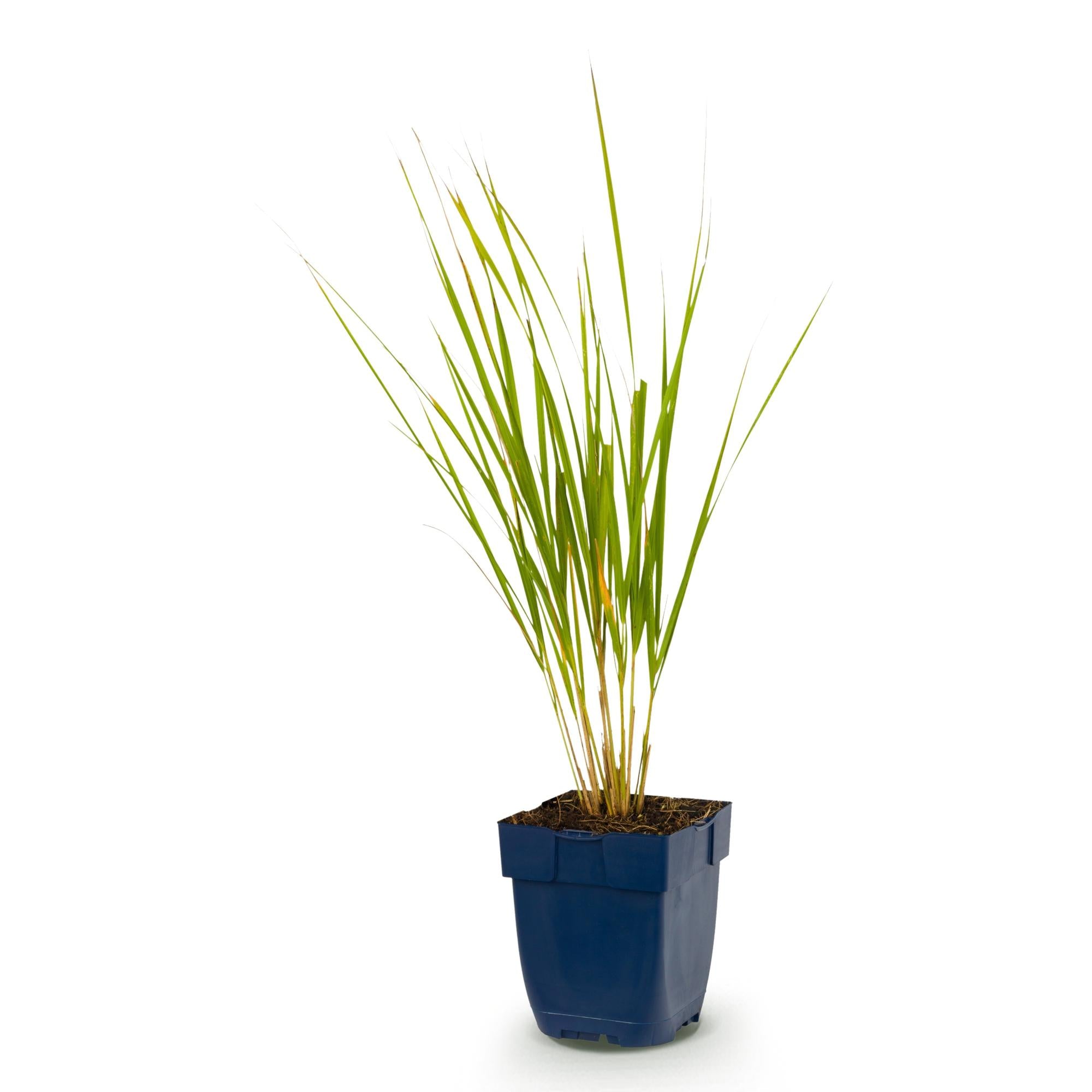 Grassen - Calamagrostis Karl Foerster - Struisriet - Met Pluim - Groen - 1 Plant - Pot 11cm - Hoogte 15-25cm